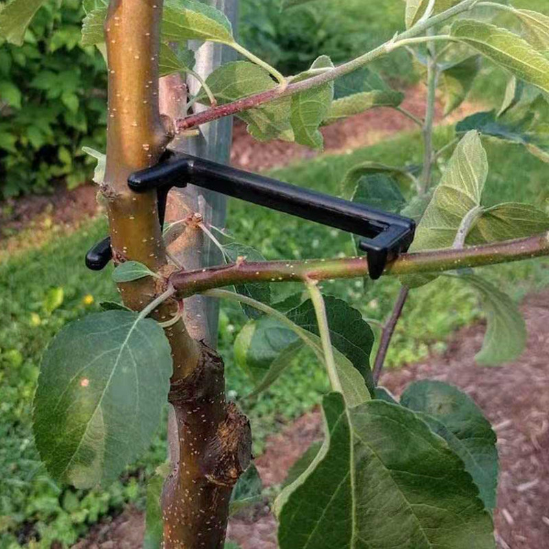Bonsai Garden Ideas - Fruit Tree Branch Puller Plant Vines