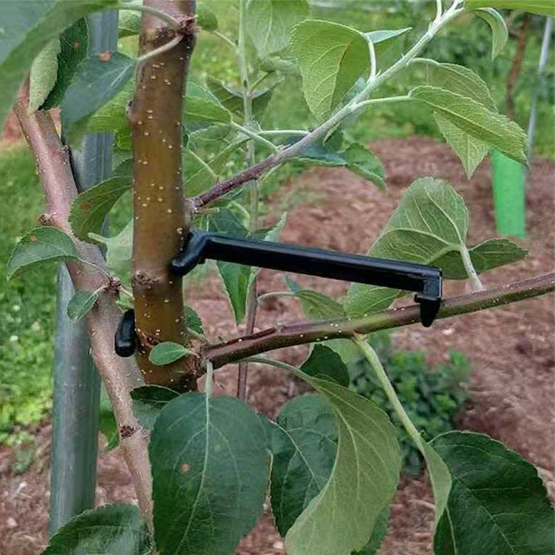 Fruit Tree Branch Puller Plant - Bonsai Garden Ideas avis et prix