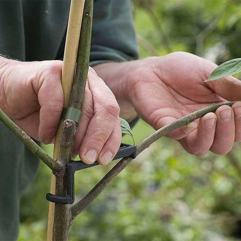 Fruit Tree Branch Puller Plant - Bonsai Garden Ideas avis et prix